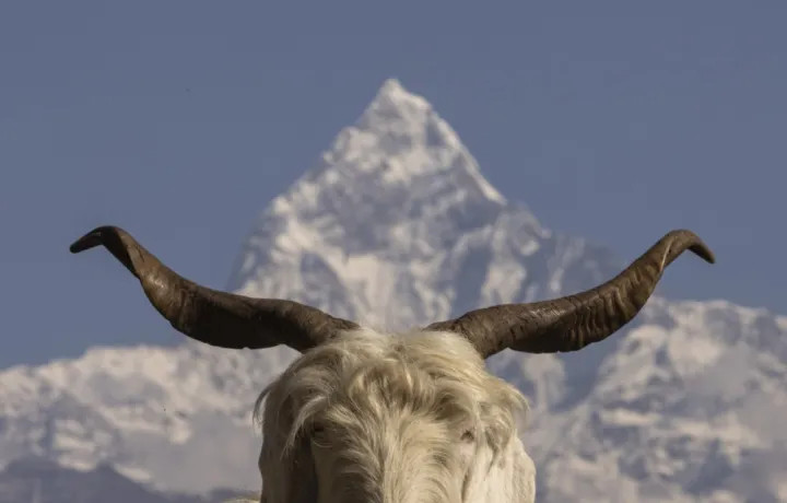 Cashmere Goats in Their Natural Habitat